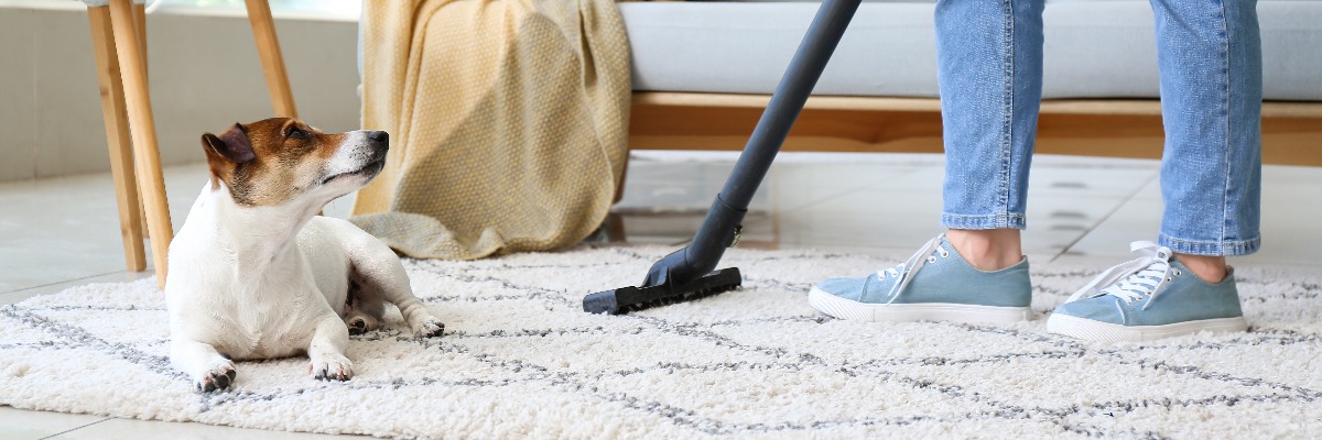 Person vacuuming white carpet near dog 